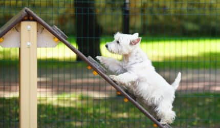 Playful West Highland White Terrier dog walking up on an A-frame agility ramp in a city dog park in summer
