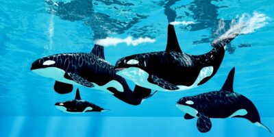 An Orca Pod at Sea World Orlando Florida